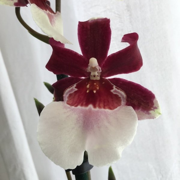 miltonia